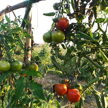 Vento Di Maremma *