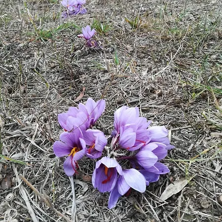 Vento Di Maremma Γκροσέτο